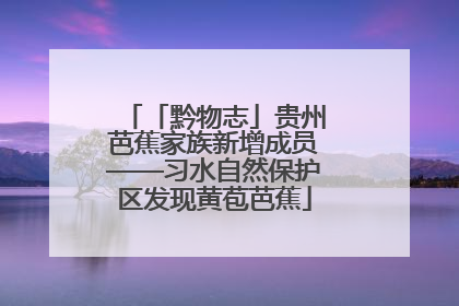 「黔物志」贵州芭蕉家族新增成员——习水自然保护区发现黄苞芭蕉
