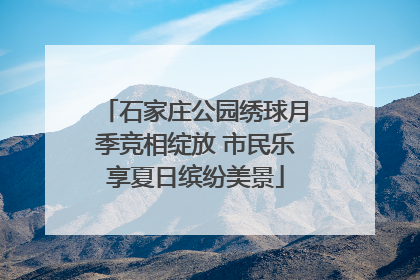 石家庄公园绣球月季竞相绽放 市民乐享夏日缤纷美景