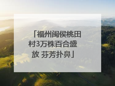 福州闽侯桃田村3万株百合盛放 芬芳扑鼻