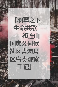 羽翼之下 生命共歌——祁连山国家公园候选区青海片区鸟类观察手记