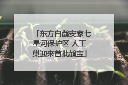 东方白鹳安家七星河保护区 人工巢迎来首批鹳宝