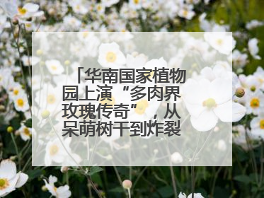 华南国家植物园上演“多肉界玫瑰传奇”，从呆萌树干到炸裂种子全是戏！