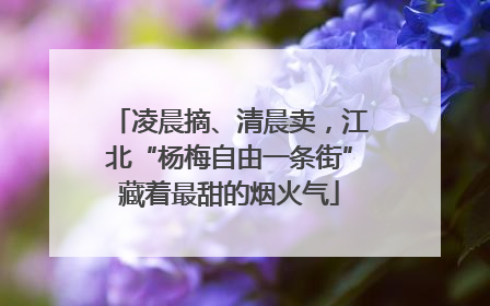 凌晨摘、清晨卖，江北“杨梅自由一条街”藏着最甜的烟火气