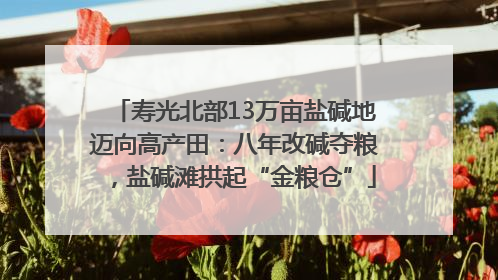 寿光北部13万亩盐碱地迈向高产田：八年改碱夺粮，盐碱滩拱起“金粮仓”