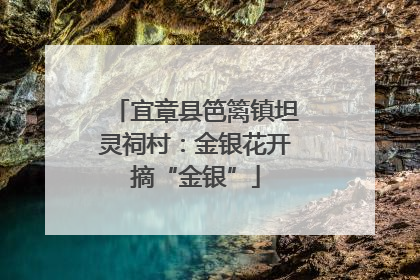 宜章县笆篱镇坦灵祠村：金银花开摘“金银”