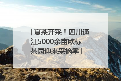 夏茶开采！四川通江5000余亩欧标茶园迎来采摘季