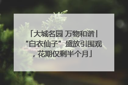 大城名园 万物和谐│“白衣仙子”盛放引围观，花期仅剩半个月
