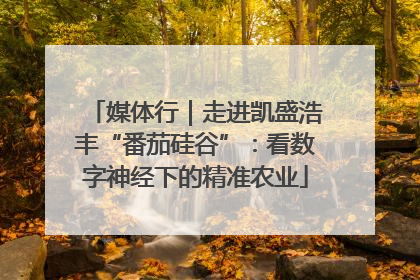 媒体行｜走进凯盛浩丰“番茄硅谷”：看数字神经下的精准农业