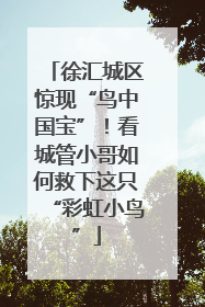 徐汇城区惊现“鸟中国宝”！看城管小哥如何救下这只“彩虹小鸟”