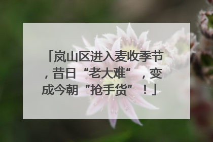 岚山区进入麦收季节，昔日“老大难”，变成今朝“抢手货”！