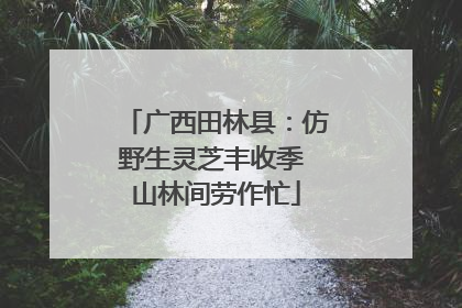 广西田林县：仿野生灵芝丰收季 山林间劳作忙