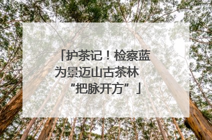 护茶记！检察蓝为景迈山古茶林 “把脉开方”
