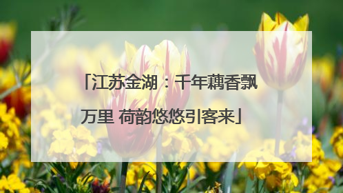 江苏金湖：千年藕香飘万里 荷韵悠悠引客来