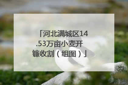 河北满城区14.53万亩小麦开镰收割（组图）