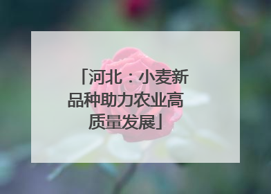 河北：小麦新品种助力农业高质量发展
