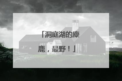 洞庭湖的麋鹿，最野！