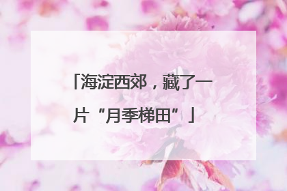 海淀西郊，藏了一片“月季梯田”