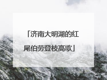 济南大明湖的红尾伯劳登枝高歌