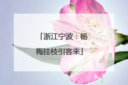 浙江宁波：杨梅挂枝引客来