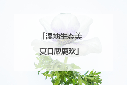 湿地生态美 夏日麋鹿欢