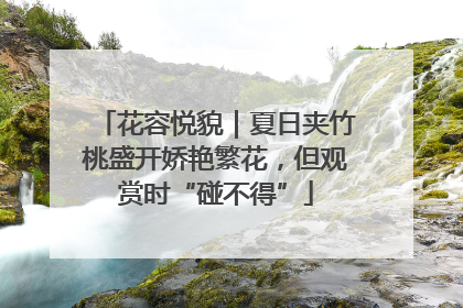 花容悦貌｜夏日夹竹桃盛开娇艳繁花，但观赏时“碰不得”