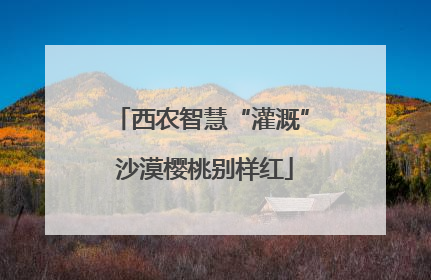 西农智慧“灌溉” 沙漠樱桃别样红