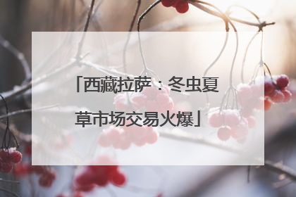 西藏拉萨：冬虫夏草市场交易火爆
