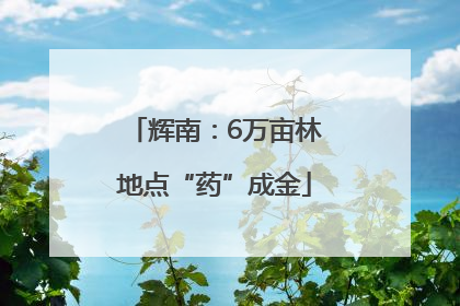 辉南：6万亩林地点“药”成金