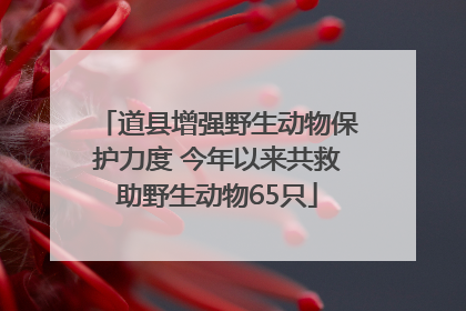 道县增强野生动物保护力度 今年以来共救助野生动物65只
