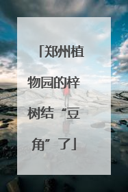 郑州植物园的梓树结“豆角”了