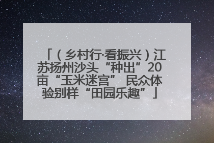 （乡村行·看振兴）江苏扬州沙头“种出”20亩“玉米迷宫” 民众体验别样“田园乐趣”