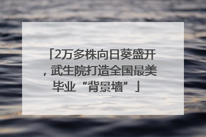 2万多株向日葵盛开，武生院打造全国最美毕业“背景墙”